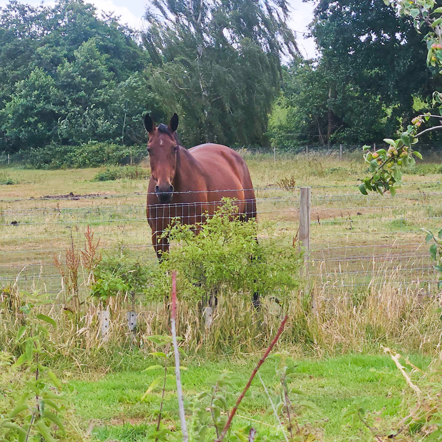 Brown horse in a field with a wire fence